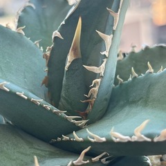 アガベ　イタリア実生　オテロイ　多肉植物　観葉植物　ビザールプランツの画像