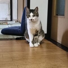 姉妹猫