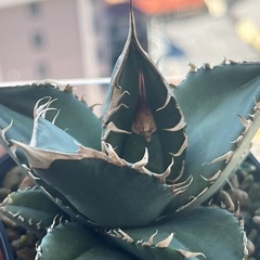 オテロイ実生　選抜株　多肉植物　ビザールプランツ　の画像