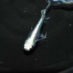 舞メダカ様新作『天舞雷帝』稚魚〜幼魚5匹！の画像