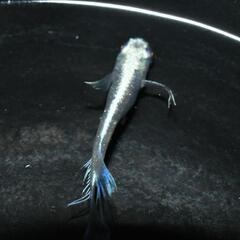 舞メダカ様新作『天舞雷帝』稚魚〜幼魚5匹！の画像