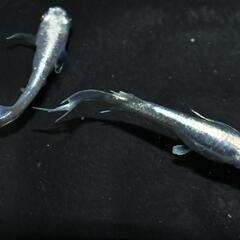 舞メダカ様新作『天舞雷帝』稚魚〜幼魚5匹！の画像