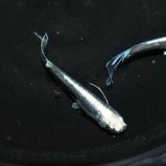 舞メダカ様新作『天舞雷帝』稚魚〜幼魚5匹！の画像