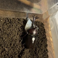 夏休みのお子さんに‼️元気な国産カブトムシの画像