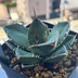 ランキングキーワードに紐づく投稿画像-多肉植物