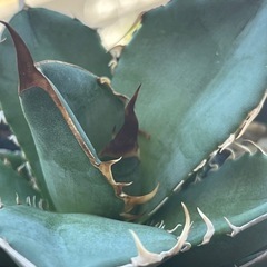 アガベ　オテロイ　選抜実生株　ビザールプランツ　多肉植物の画像