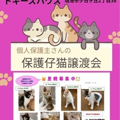 個人保護主さんによる保護仔猫譲渡会