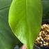 ランキングキーワードに紐づく投稿画像-観葉植物