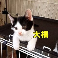 大福君♂　7月20日㈰すみれペットクリニックさんでの譲渡会に出場予定