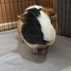 イングリッシュモルモット
