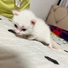 生まれて2週間の猫ちゃん