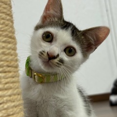 可愛いキジ白兄弟！人馴れ抜群( ◠‿◠ )