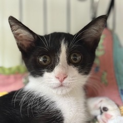 クリクリお目目が可愛いハチワレ