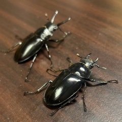 ギラファノコギリクワガタ亜種ティモレンシス　成虫ペアの画像