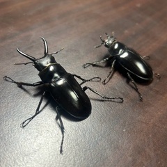 ギラファノコギリクワガタ亜種ティモレンシス　成虫ペアの画像