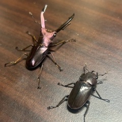 パープル系メタリフェルホソアカクワガタ　成虫ペアの画像