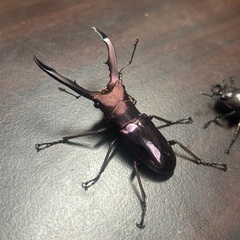 パープル系メタリフェルホソアカクワガタ　成虫ペアの画像