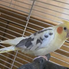 オカメインコ パイド ♂ ブリーダー 募集中
