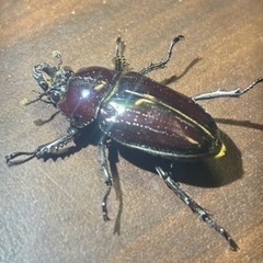 ピカール系紫紺ニジイロクワガタ　成虫ペアの画像