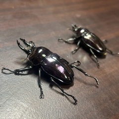 ピカール系紫紺ニジイロクワガタ　成虫ペアの画像