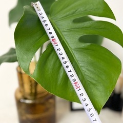 値下げ✨高さ約50cmモンステラ 新芽あり✨気根から芽あり✨観葉植物インテリアの画像
