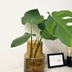 ランキングキーワードに紐づく投稿画像-観葉植物