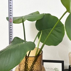 値下げ✨高さ約50cmモンステラ 新芽あり✨気根から芽あり✨観葉植物インテリアの画像