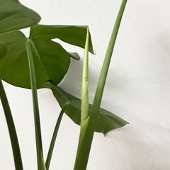 値下げ✨高さ約50cmモンステラ 新芽あり✨気根から芽あり✨観葉植物インテリアの画像