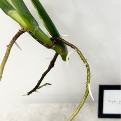 値下げ✨高さ約50cmモンステラ 新芽あり✨気根から芽あり✨観葉植物インテリアの画像