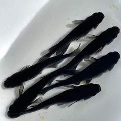 【拓めだかラボ】オロチ 稚魚〜若魚 欲しい数、販売いたします！ の画像