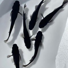 【拓めだかラボ】オロチ 稚魚〜若魚 欲しい数、販売いたします！ の画像