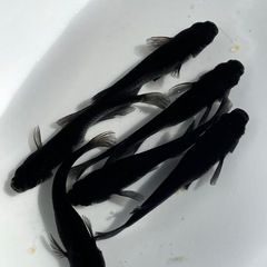 【拓めだかラボ】オロチ 稚魚〜若魚 欲しい数、販売いたします！ の画像