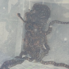 マムシ生け獲り🐍