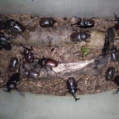カブトムシの画像