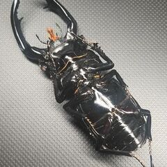 【予約済み.31】【死虫】ウエストウッディLS産♂の画像
