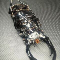 【予約済み.31】【死虫】ウエストウッディLS産♂の画像