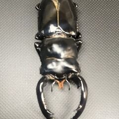 【予約済み.31】【死虫】ウエストウッディLS産♂の画像