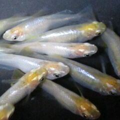 決まりました。メダカ 「華蕾（はなつぼみ）」の幼魚10匹 ②の画像