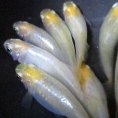 決まりました。メダカ 「華蕾（はなつぼみ）」の幼魚10匹 ②の画像