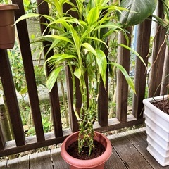 観葉植物　ギンヨウ千年木の画像