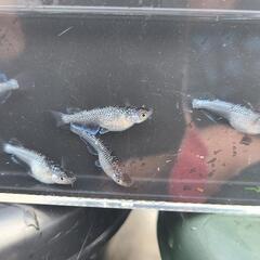 メダカ　クラウドグレーダイヤ若魚5匹セットの画像