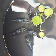 メダカ　クラウドグレーダイヤ若魚5匹セットの画像