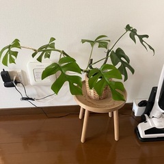 本日限定‼️⑤観葉植物色々あります❗️見に来ませんか❓の画像