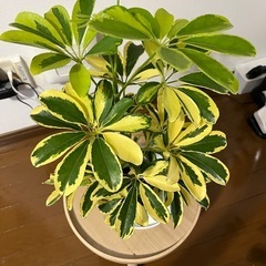 本日限定‼️⑤観葉植物色々あります❗️見に来ませんか❓の画像
