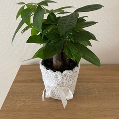 本日限定‼️⑤観葉植物色々あります❗️見に来ませんか❓の画像