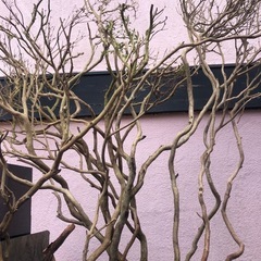 生花 花道 どうでしょうか？の画像