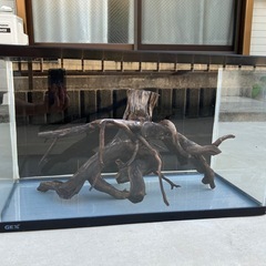 60cm水槽、流木(アクアリウム用品別投稿)の画像