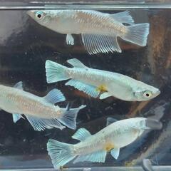 めだか　エメキン【現物】の画像