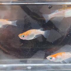 めだか　王華【現物】の画像