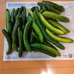 価格訂正*10本セット*きゅうりの画像